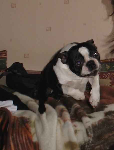 Boston Terrier - krycie, Poznań, wielkopolskie