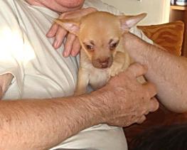 Chihuahua 3-trzy miesięczny piesek okazja, Poznan, wielkopolskie
