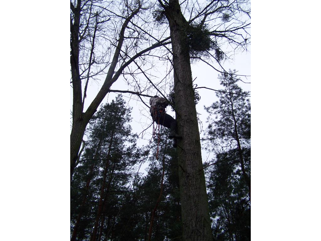 Ścika, ogławianie, podkrzesywanie drzew..., Bolewice, wielkopolskie