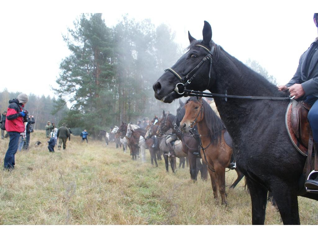 Stadnina Koni w Kurkach, Olsztynek, Kurki, Łańsk, Rybaki,, warmińsko-mazurskie