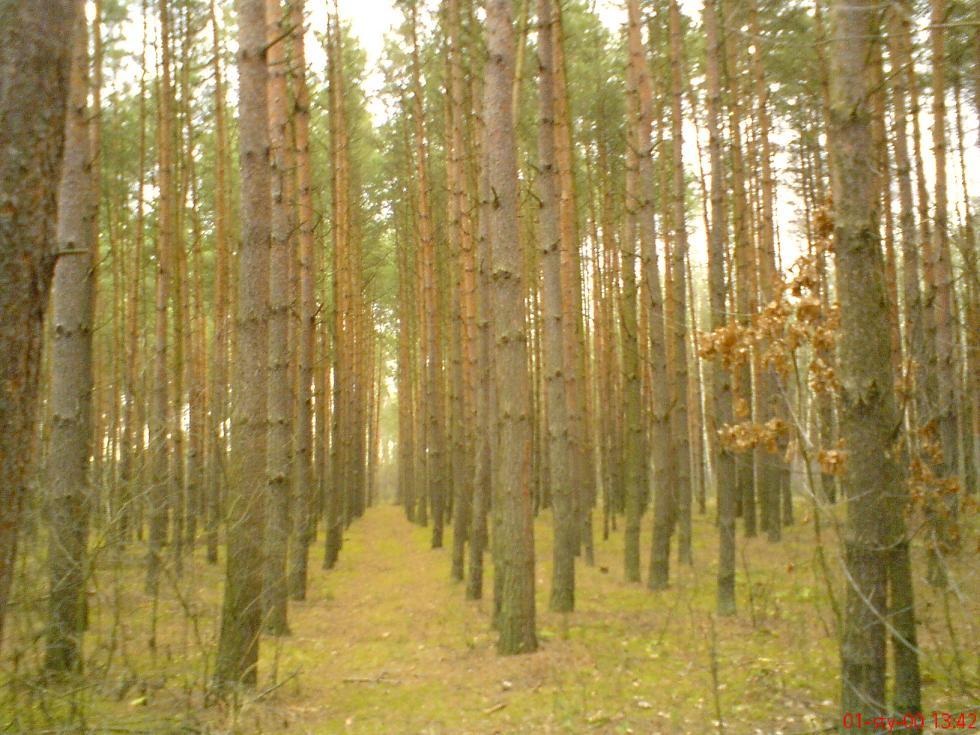 LAS sprzedam  0,65ha., Oleśnica, świętokrzyskie