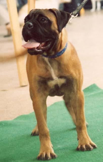 HODOWLA PSóW RASY BULLMASTIFF, Lublin, lubelskie