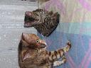 Kocur bengalski Amir z hodowli kotów rasowych bengalskich Twistercat