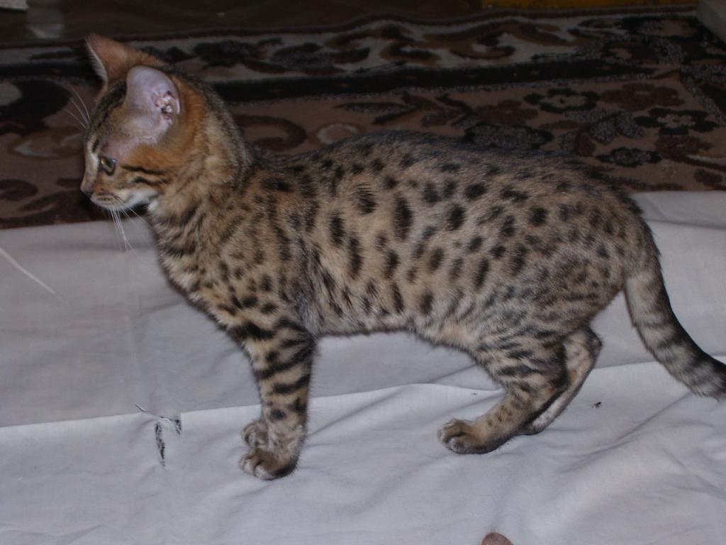 Kocur bengalski Amir z hodowli kotów rasowych bengalskich Twistercat