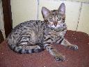 Kotka bengalska Nadine z hodowli kotów rasowych bengalskich Twistercat 