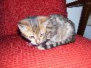 Princess kotka bengalska, śląskie