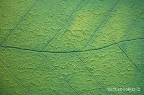 Struktura komórki liścia - na całą ścianę, przeskalowany liść lub małe listki-dekory
