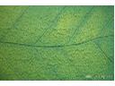 Struktura komórki liścia - na całą ścianę, przeskalowany liść lub małe listki-dekory