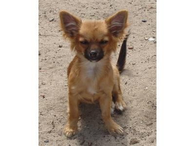 Chihuahua - kliknij, aby powiększyć