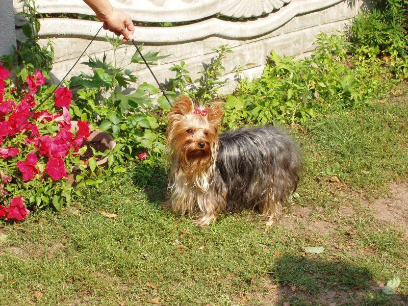 Yorkshire terrier