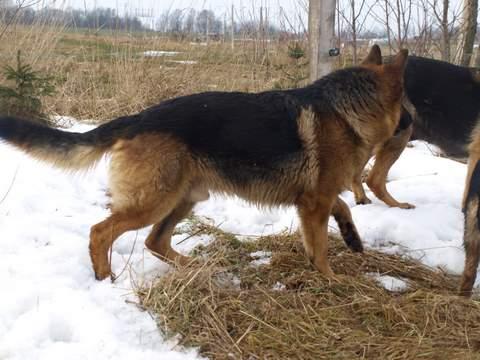 Owczarki niemiecki/zapowiedź, Lubomierz , dolnośląskie