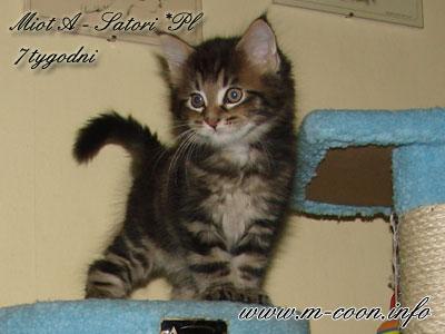 Kociaki ** MAINE COON **, Szubin, Bydgoszcz, kujawsko-pomorskie