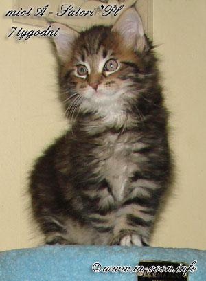 Kociaki ** MAINE COON **, Szubin, Bydgoszcz, kujawsko-pomorskie