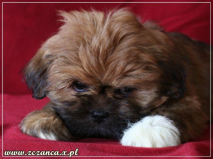 Hodowla LHASA APSO 