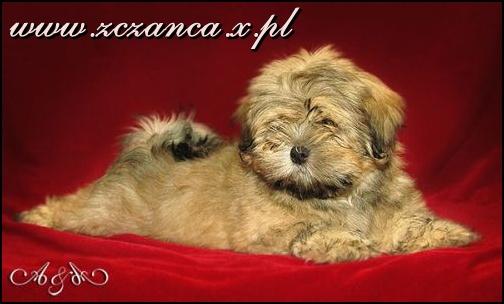 Hodowla LHASA APSO 