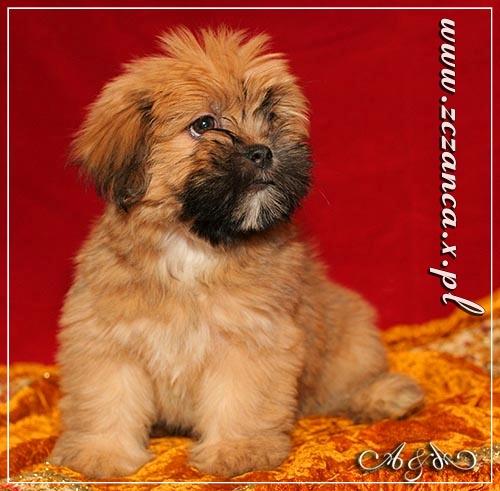 Hodowla LHASA APSO 