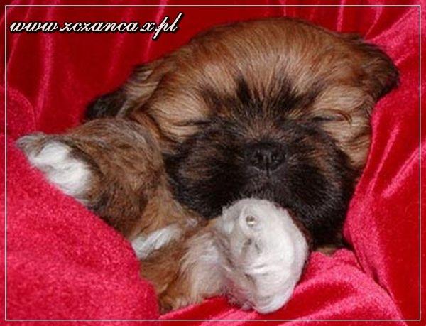 Hodowla LHASA APSO 