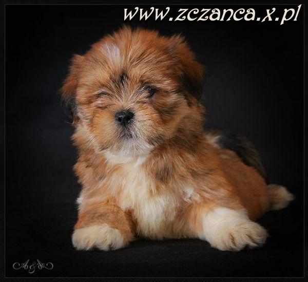 Hodowla LHASA APSO 