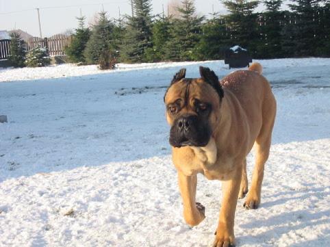 CANE CORSO REPRODUKTOR, GRABÓW NPROSNĄ, wielkopolskie