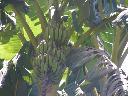 Zdjęcie nr 4 Bananowe drzewo takie mieć w ogródku