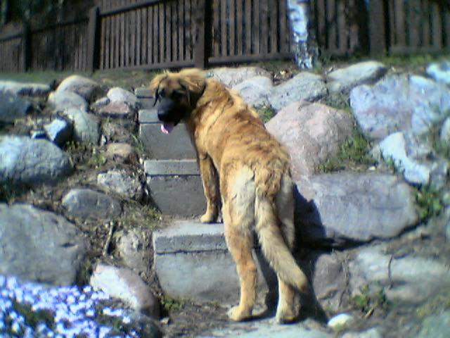 Psy rasy Leonberger, Powidz,Ostrowo, wielkopolskie