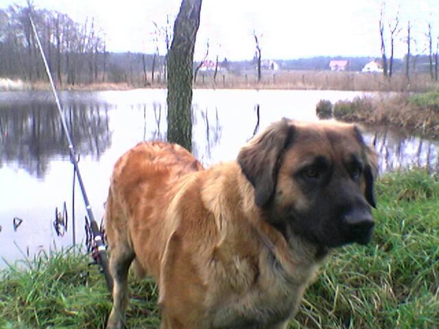 Psy rasy Leonberger, Powidz,Ostrowo, wielkopolskie