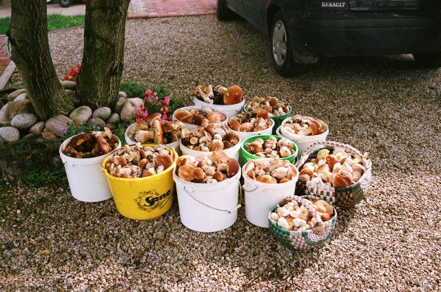  Beskidy - szlaki, zabytki - Dobry wypoczynek., Piwniczna Zdrój, małopolskie