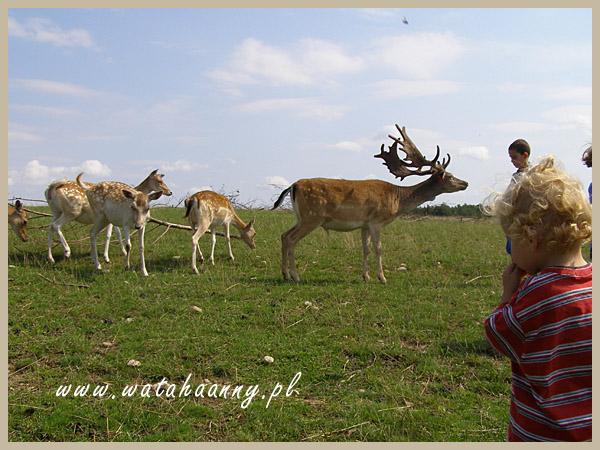 HODOLWA DANIELI, Kościerzyna, pomorskie