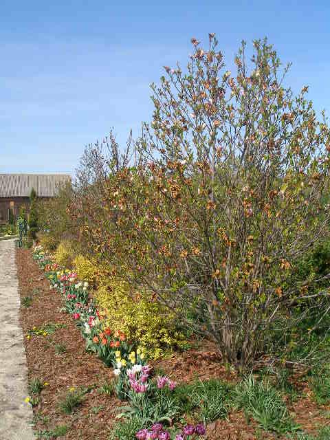 Szpaler Magnolii obsadzony roślinnością sezonową- tulipany