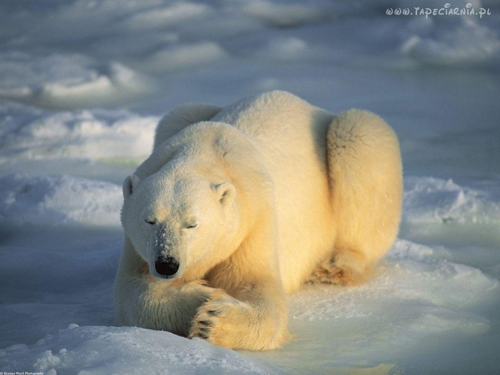 SERWIS POLAR POZNAŃ- NAPRAWA LODÓWEK POLAR, POZNAŃ,  GŁOGOWSKA, wielkopolskie