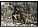 Rey Gladiador  -  hodowla psów rasy Dogo Canario