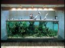 Akwarium typu Nature w domu p. Takashi Amano