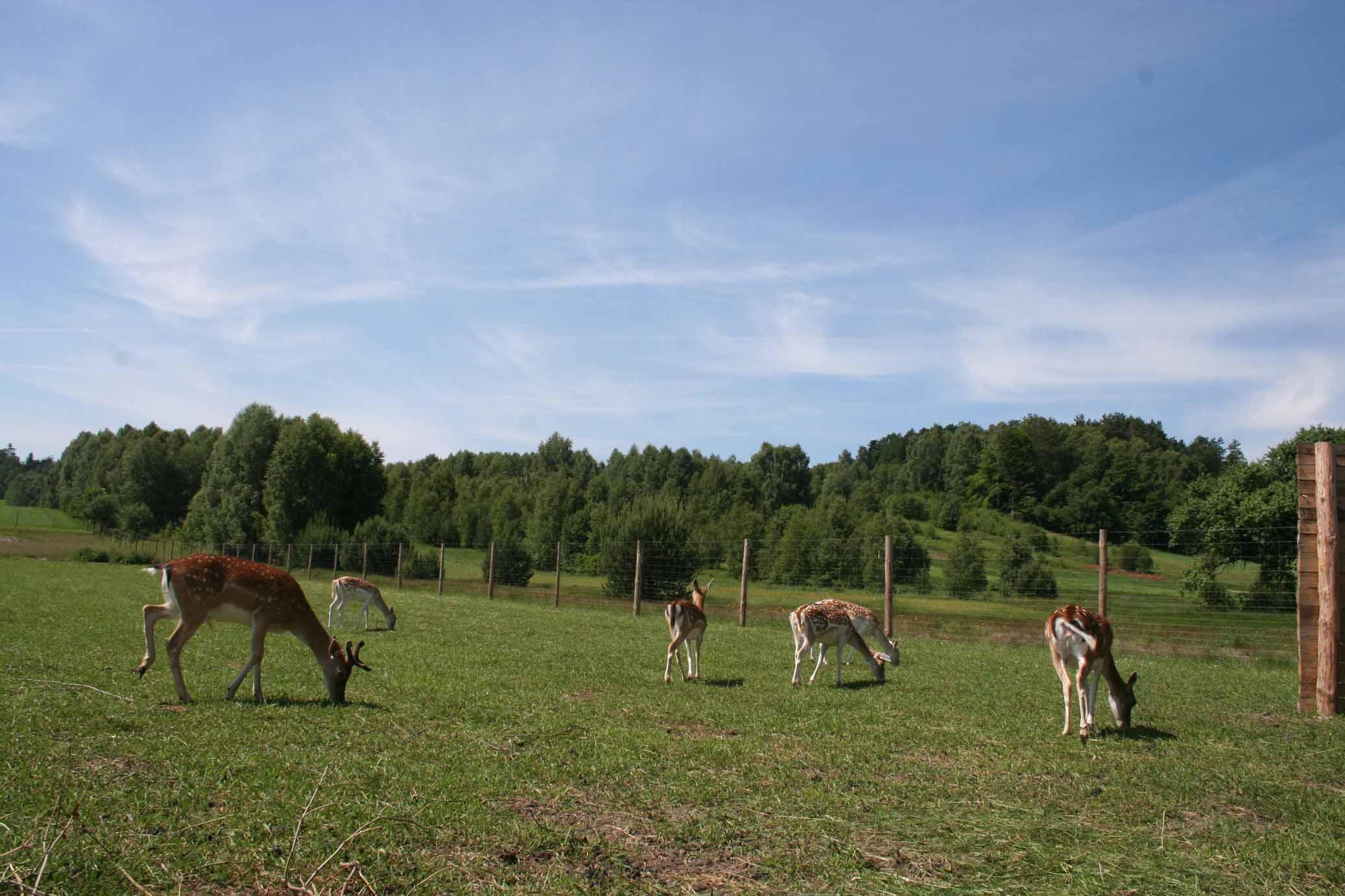 Agroturystyka''Daleko od szosy', Bondyrz, lubelskie