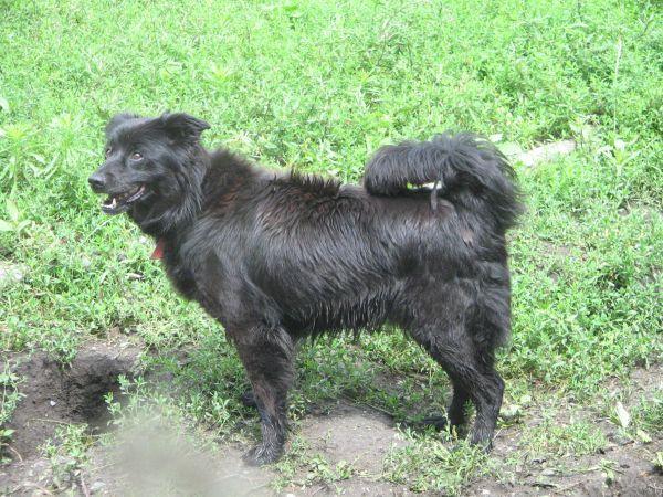 BLACKY-piękna suczka!!!, Bytom, śląskie