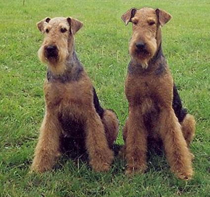 Hodowla Airedale terrier ERBETKI, Nadarzyn