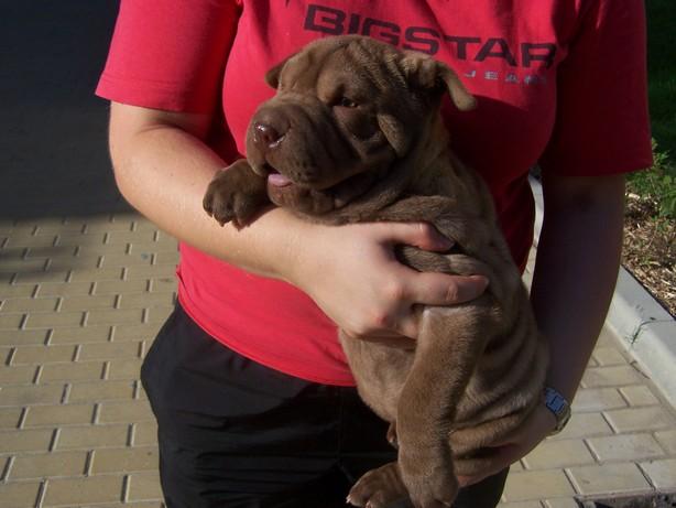 Czekoladowa suczka SHAR PEI  - sprzedam, Kraków, małopolskie