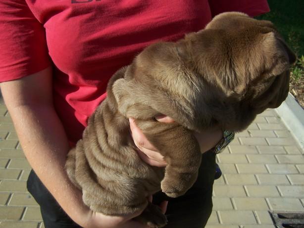 Czekoladowa suczka SHAR PEI  - sprzedam, Kraków, małopolskie