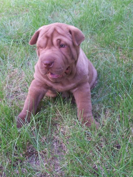 Czekoladowa suczka SHAR PEI  - sprzedam, Kraków, małopolskie