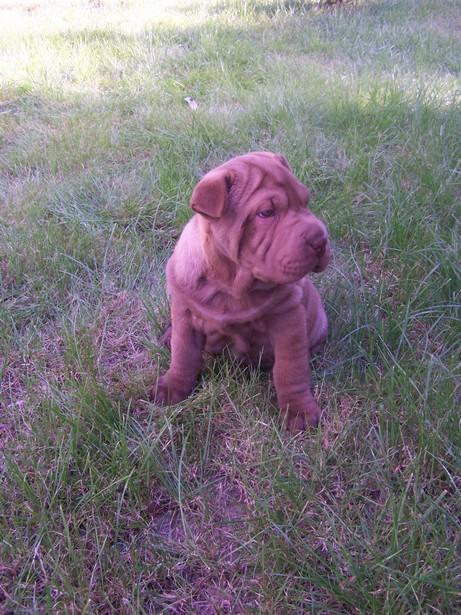 Czekoladowa suczka SHAR PEI  - sprzedam, Kraków, małopolskie