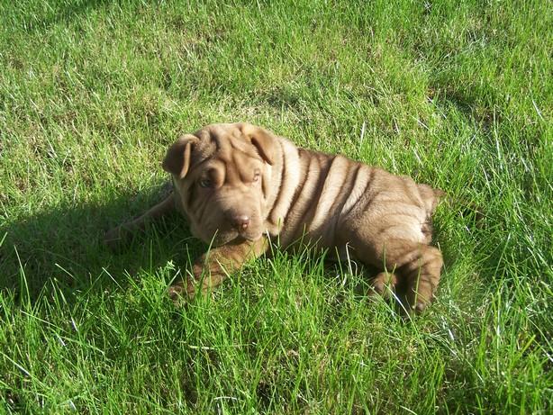 Czekoladowa suczka SHAR PEI  - sprzedam, Kraków, małopolskie