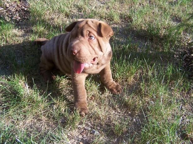 Czekoladowa suczka SHAR PEI  - sprzedam, Kraków, małopolskie