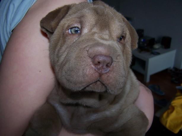 Czekoladowa suczka SHAR PEI  - sprzedam, Kraków, małopolskie