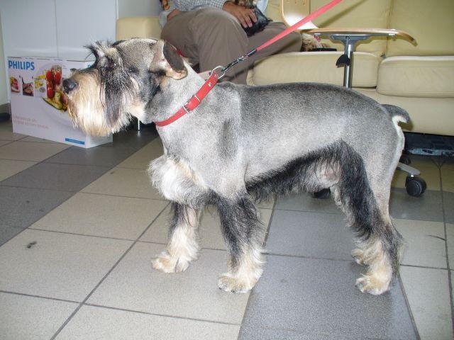 Strzyżenie psów wałbrzych  Sklep Zoologiczny groomer psi fryzjer, dolnośląskie