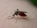 Montaż moskitier oraz opryski  -  zabezpiecz sie