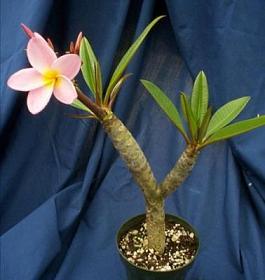 Plumeria 2