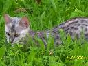 Koteczka bengalska czeka na nowy domek, śląskie