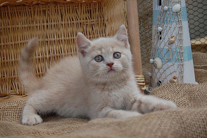 Kociaki Brytyjskie z rodowodem... , LesznoWijewo, mazowieckie