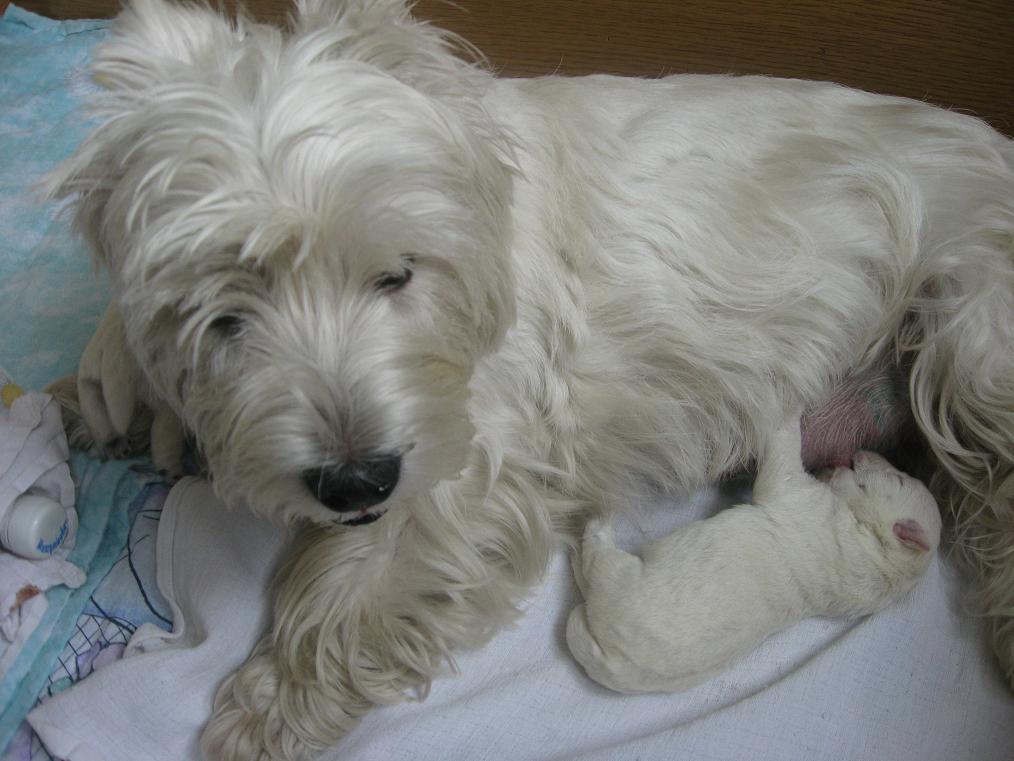 WEST HIGHLAND WHITE TERRIER - SZCZENIĘTA SPRZEDAM, Lubin, dolnośląskie