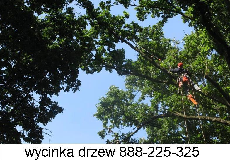 WYCINKA DRZEW METODĄ ALPINISTYCZNĄ, Warszawa i okolice, mazowieckie