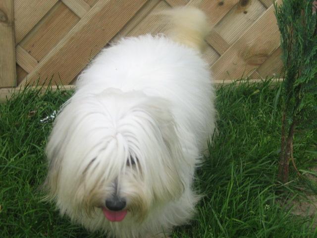 Szczeniaki Coton de Tulear, Gdańsk, pomorskie